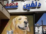 دامپزشکی دلفین رشت