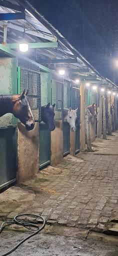باشگاه سوارکاری‌ در رشت